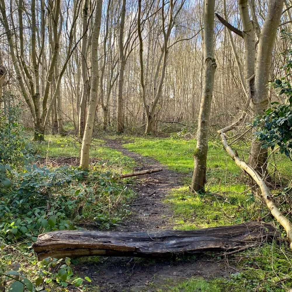 Connecting to Ground: A Séance in the Wick Woodlands